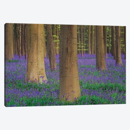 Europe, Belgium. Hallerbos Forest With Trees And Bluebells. Canvas Print #JYG900} by Jaynes Gallery Canvas Art