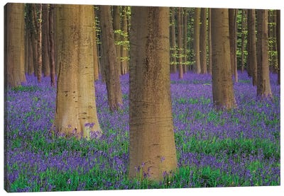 Europe, Belgium. Hallerbos Forest With Trees And Bluebells. Canvas Art Print - Belgium