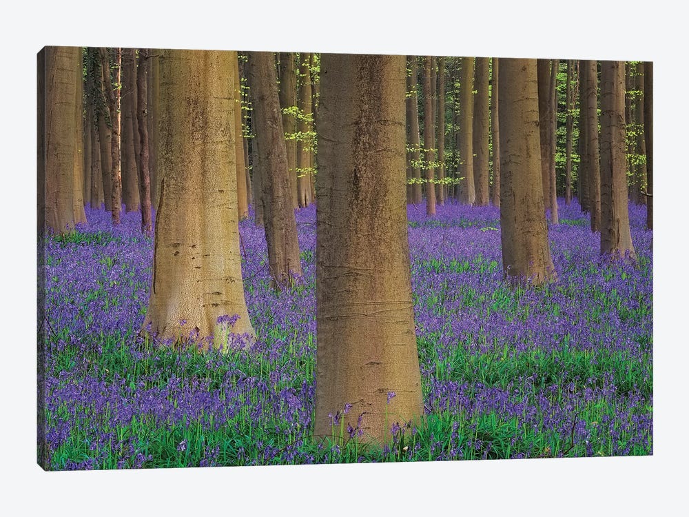 Europe, Belgium. Hallerbos Forest With Trees And Bluebells. by Jaynes Gallery 1-piece Canvas Art