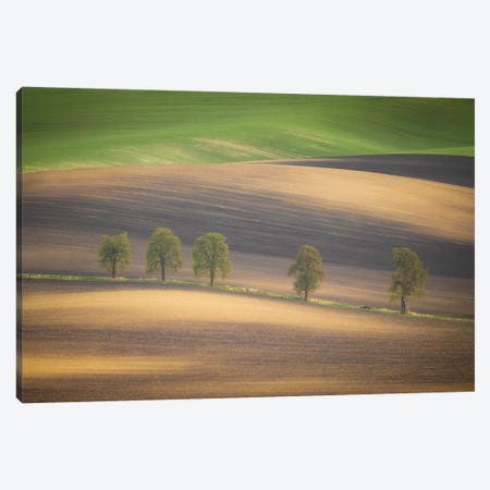 Europe, Czech Republic, Moravia. Row Of Chestnut Trees And Rolling Hills. Canvas Print #JYG904} by Jaynes Gallery Canvas Print