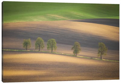 Europe, Czech Republic, Moravia. Row Of Chestnut Trees And Rolling Hills. Canvas Art Print - Czech Republic Art