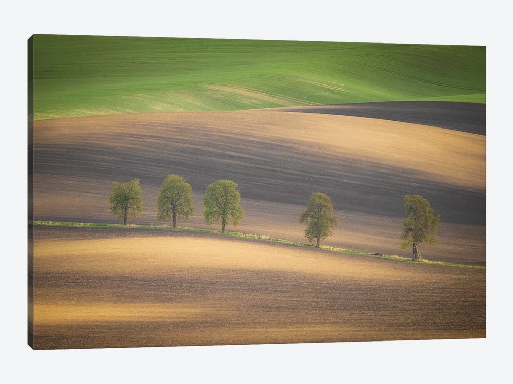 Europe, Czech Republic, Moravia. Row Of Chestnut Trees And Rolling Hills. by Jaynes Gallery 1-piece Canvas Artwork