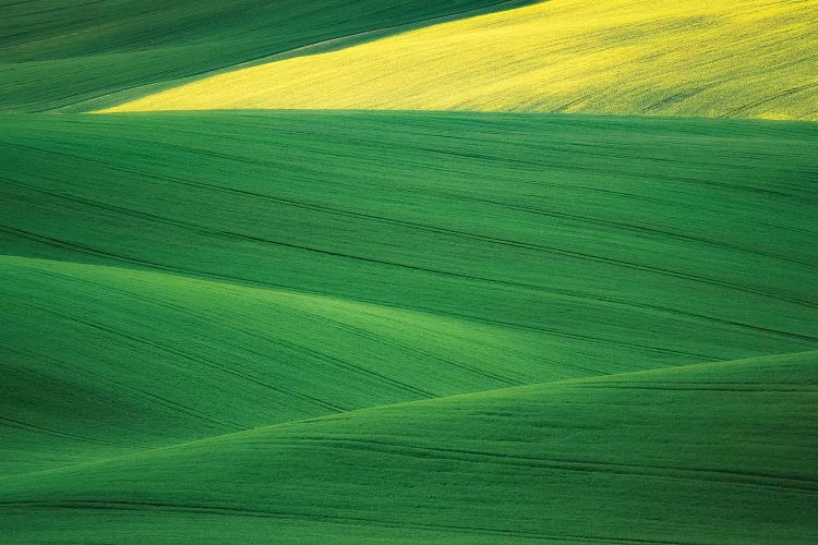 Europe, Czech Republic. Moravia Wheat And Canola Fields.