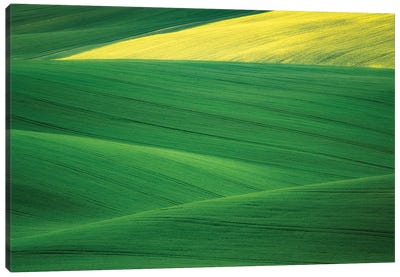 Europe, Czech Republic. Moravia Wheat And Canola Fields. Canvas Art Print - Czech Republic Art