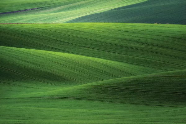Europe, Czech Republic. Moravia Wheat Fields.