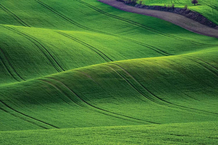 Europe, Czech Republic. Moravia Wheat Fields.