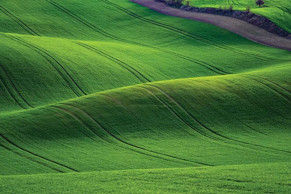Czech Republic: Europe, Czech Republic. Moravia Wheat Fields. by Jaynes Gallery