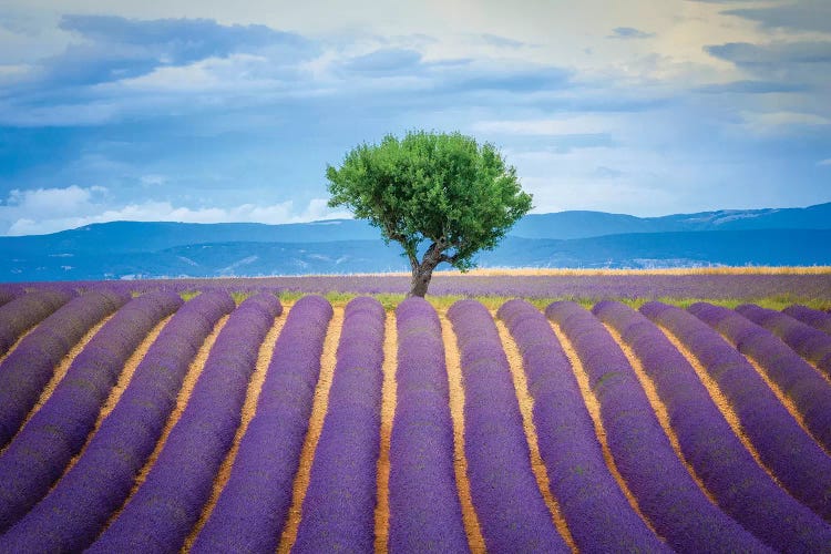 Europe, France, Provence, Valensole Plateau. Field Of Lavender And Tree.