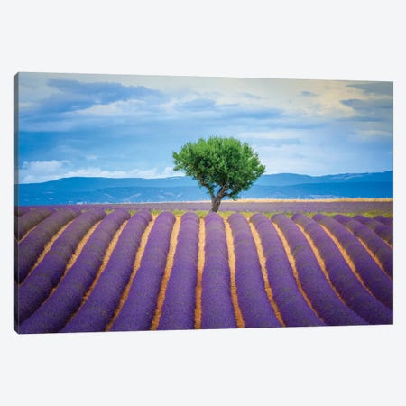 Europe, France, Provence, Valensole Plateau. Field Of Lavender And Tree. Canvas Print #JYG912} by Jaynes Gallery Canvas Art Print