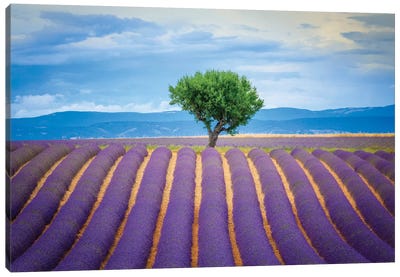 Europe, France, Provence, Valensole Plateau. Field Of Lavender And Tree. Canvas Art Print - Provence