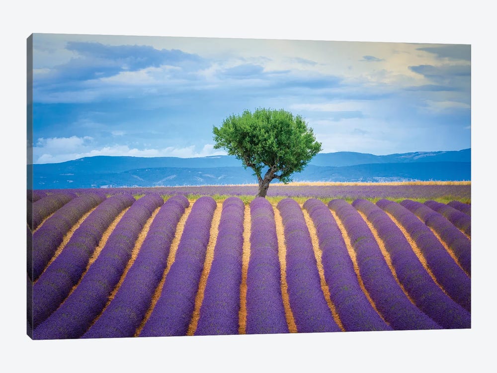 Europe, France, Provence, Valensole Plateau. Field Of Lavender And Tree. by Jaynes Gallery 1-piece Art Print