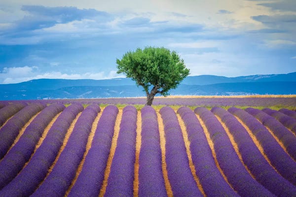 Europe, France, Provence, Valensole Plateau. Field Of Lavender And Tree.