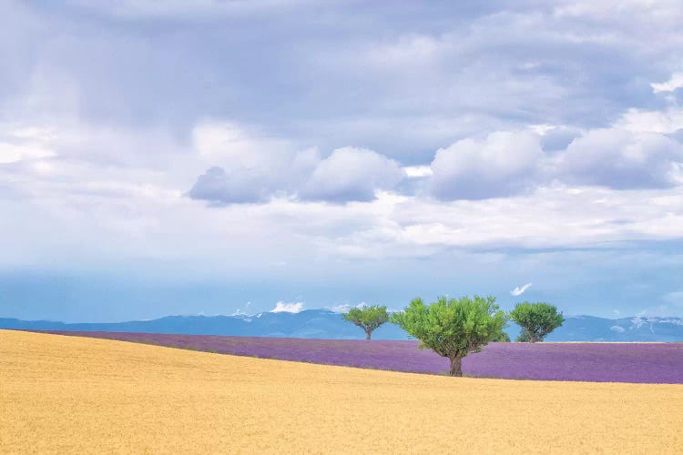 Europe, France, Provence, Valensole Plateau. Lavender And Wheat Crops And Trees.