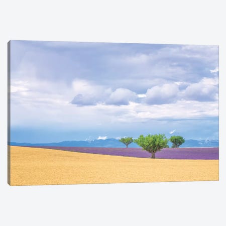 Europe, France, Provence, Valensole Plateau. Lavender And Wheat Crops And Trees. Canvas Print #JYG913} by Jaynes Gallery Canvas Print