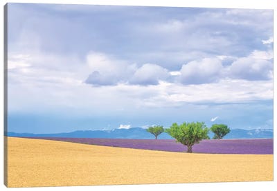 Europe, France, Provence, Valensole Plateau. Lavender And Wheat Crops And Trees. Canvas Art Print - Provence