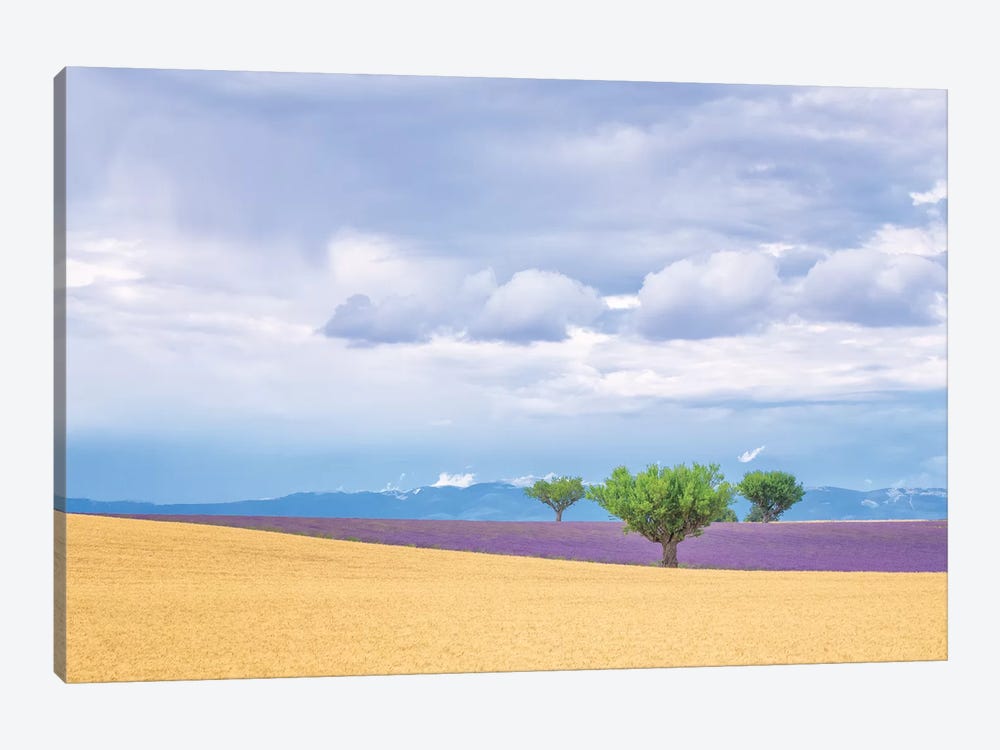 Europe, France, Provence, Valensole Plateau. Lavender And Wheat Crops And Trees. by Jaynes Gallery 1-piece Canvas Wall Art