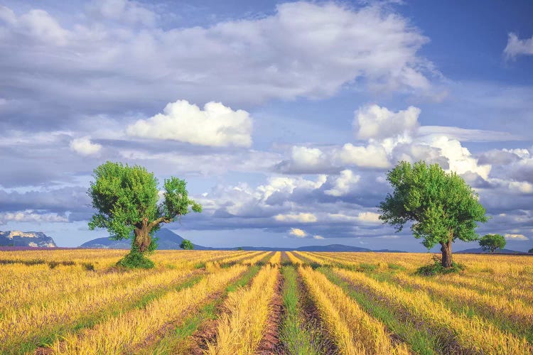 Europe, France, Provence, Valensole Plateau. Young Lavender And Wheat Crops Surround Trees.