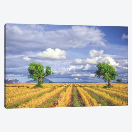 Europe, France, Provence, Valensole Plateau. Young Lavender And Wheat Crops Surround Trees. Canvas Print #JYG914} by Jaynes Gallery Canvas Art