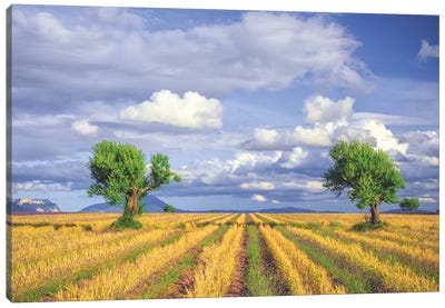 Europe, France, Provence, Valensole Plateau. Young Lavender And Wheat Crops Surround Trees. Canvas Art Print - Provence