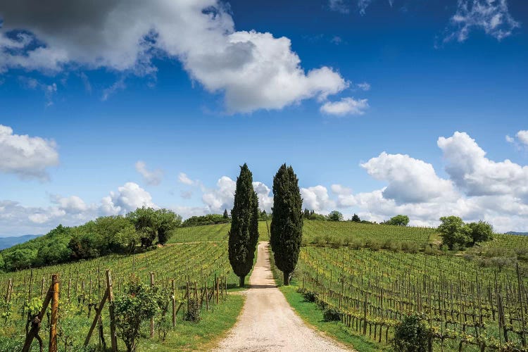 Europe, Italy, Tuscany, Chianti. Vineyard And Cypress Trees.