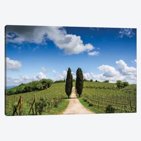 Europe, Italy, Tuscany, Chianti. Vineyard And Cypress Trees. Canvas Print #JYG926} by Jaynes Gallery Art Print