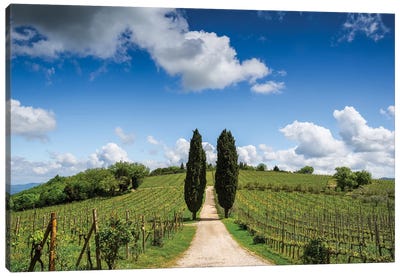 Europe, Italy, Tuscany, Chianti. Vineyard And Cypress Trees. Canvas Art Print - Cypress Tree Art