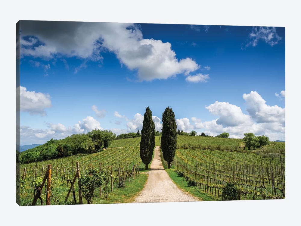 Europe, Italy, Tuscany, Chianti. Vineyard And Cypress Trees. by Jaynes Gallery 1-piece Canvas Wall Art