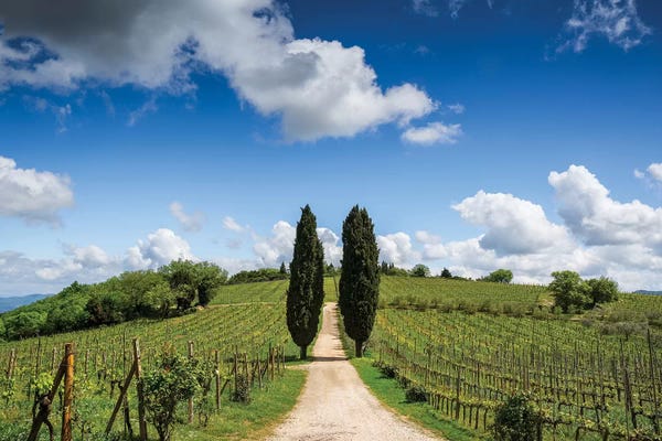 Cypress Trees: Europe, Italy, Tuscany, Chianti. Vineyard And Cypress Trees. by Jaynes Gallery