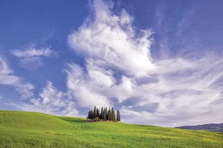 Europe, Italy, Tuscany, Val D' Orcia. Cypress Grove In Landscape.