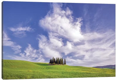 Europe, Italy, Tuscany, Val D' Orcia. Cypress Grove In Landscape. Canvas Art Print