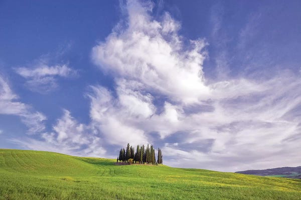 Cypress Trees: Europe, Italy, Tuscany, Val D' Orcia. Cypress Grove In Landscape. by Jaynes Gallery