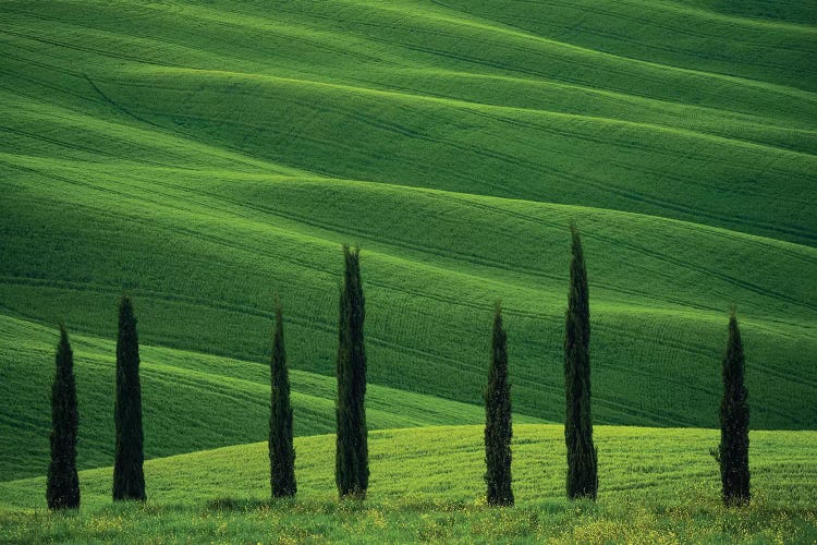 Europe, Italy, Tuscany, Val D' Orcia. Cypress Trees And Wheat Field. by Jaynes Gallery wall art