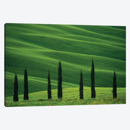 Europe, Italy, Tuscany, Val D' Orcia. Cypress Trees And Wheat Field. Canvas Print #JYG928} by Jaynes Gallery Canvas Art
