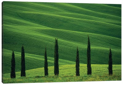 Europe, Italy, Tuscany, Val D' Orcia. Cypress Trees And Wheat Field. Canvas Art Print