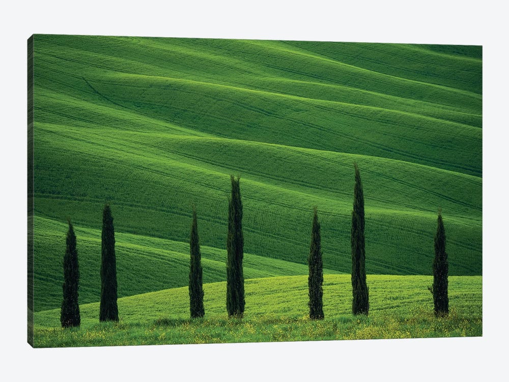 Europe, Italy, Tuscany, Val D' Orcia. Cypress Trees And Wheat Field. by Jaynes Gallery 1-piece Canvas Wall Art