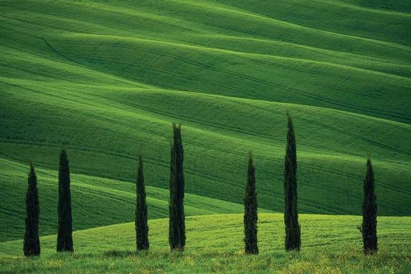 Cypress Trees: Europe, Italy, Tuscany, Val D' Orcia. Cypress Trees And Wheat Field. by Jaynes Gallery