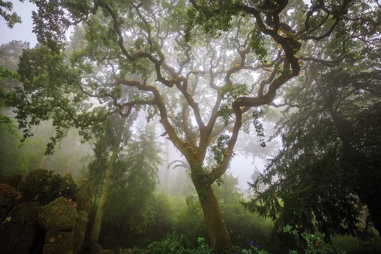 Europe, Portugal, Sintra. Forest In Fog.