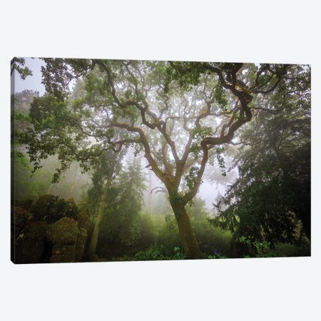 Europe, Portugal, Sintra. Forest In Fog. Canvas Print #JYG936} by Jaynes Gallery Canvas Artwork