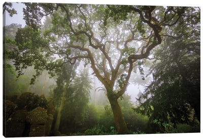 Europe, Portugal, Sintra. Forest In Fog. Canvas Art Print
