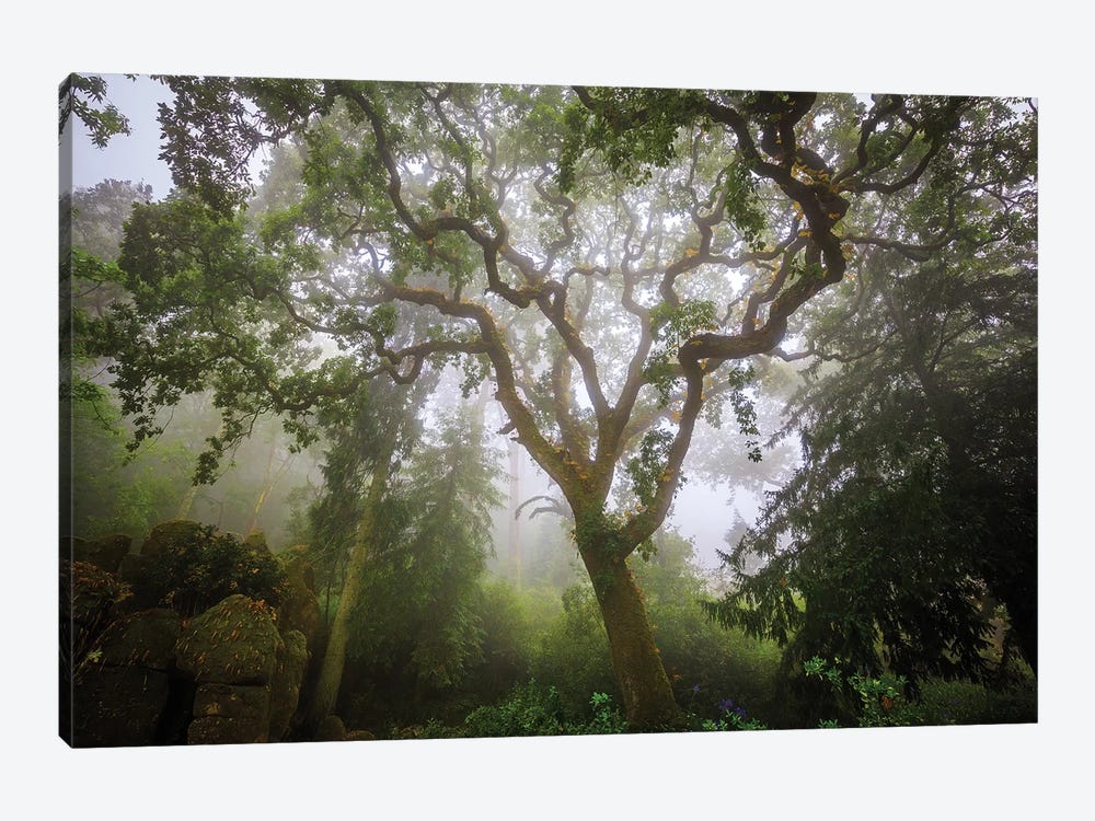 Europe, Portugal, Sintra. Forest In Fog. by Jaynes Gallery 1-piece Art Print