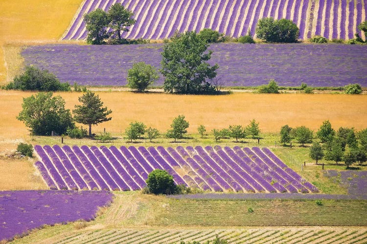 France, Provence, Sault Plateau. Overview Of Lavender Crop Patterns And Wheat Fields.