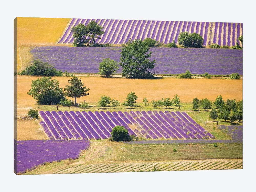 France, Provence, Sault Plateau. Overview Of Lavender Crop Patterns And Wheat Fields. by Jaynes Gallery 1-piece Canvas Art