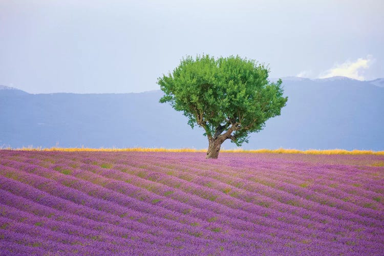 France, Provence, Valensole Plateau. Field Of Lavender And Tree.