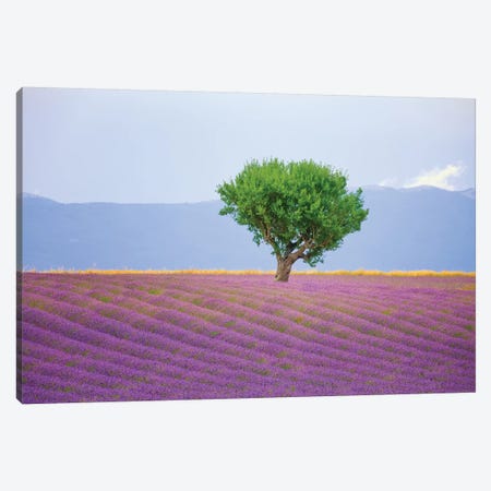 France, Provence, Valensole Plateau. Field Of Lavender And Tree. Canvas Print #JYG940} by Jaynes Gallery Canvas Artwork
