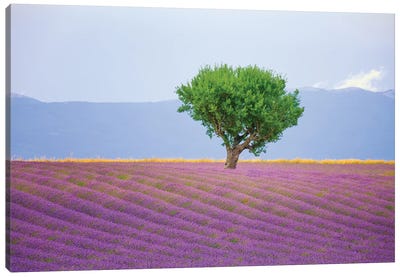France, Provence, Valensole Plateau. Field Of Lavender And Tree. Canvas Art Print - Provence