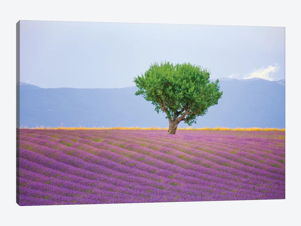 France, Provence, Valensole Plateau. Field Of Lavender And Tree. by Jaynes Gallery 1-piece Canvas Wall Art