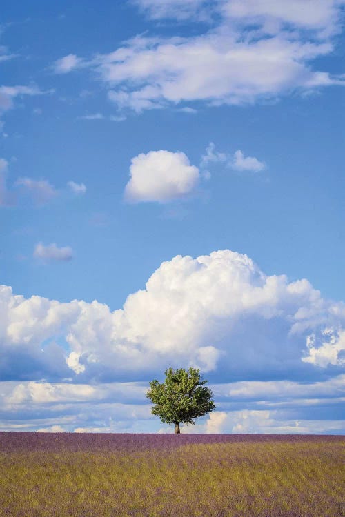 France, Provence, Valensole Plateau. Field Of Lavender And Tree.