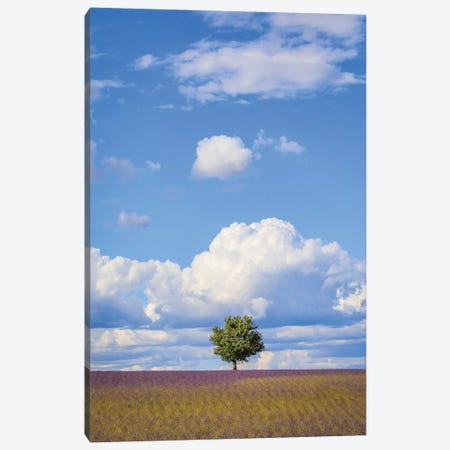 France, Provence, Valensole Plateau. Field Of Lavender And Tree. Canvas Print #JYG941} by Jaynes Gallery Canvas Artwork