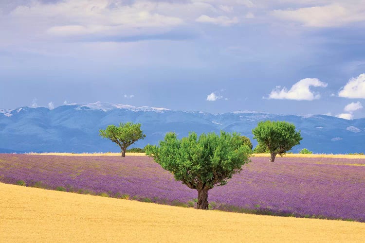 France, Provence, Valensole Plateau. Field Of Lavender And Trees.