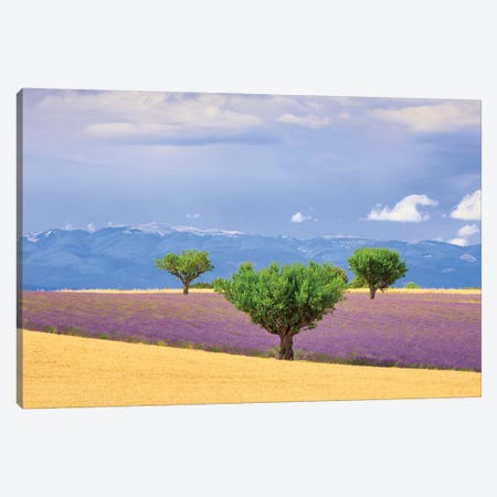 France, Provence, Valensole Plateau. Field Of Lavender And Trees. Canvas Print #JYG942} by Jaynes Gallery Canvas Artwork